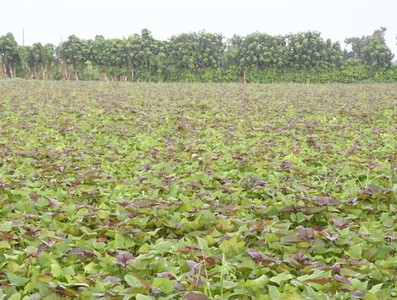 Constata Díaz-Canel recuperación de producciones agropecuarias en Artemisa