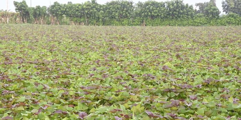 Constata Díaz-Canel recuperación de producciones agropecuarias en Artemisa