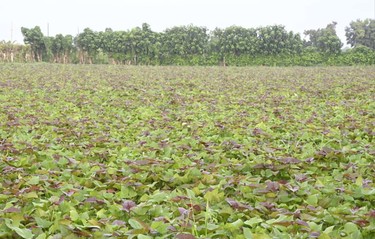 Constata Díaz-Canel recuperación de producciones agropecuarias en Artemisa 2