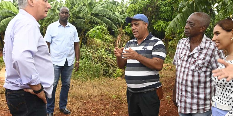 Constata Díaz-Canel recuperación de producciones agropecuarias en Artemisa