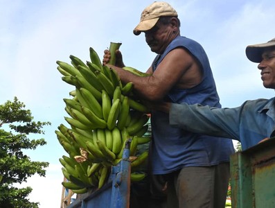 Constata Díaz-Canel recuperación de producciones agropecuarias en Artemisa