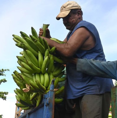 Constata Díaz-Canel recuperación de producciones agropecuarias en Artemisa