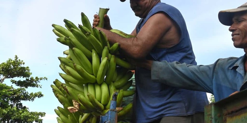 Constata Díaz-Canel recuperación de producciones agropecuarias en Artemisa