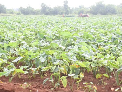 Constata Díaz-Canel recuperación de producciones agropecuarias en Artemisa