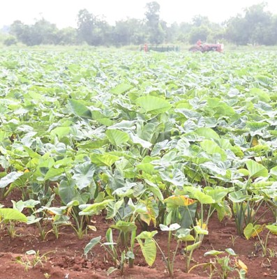 Constata Díaz-Canel recuperación de producciones agropecuarias en Artemisa