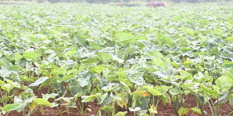 Constata Díaz-Canel recuperación de producciones agropecuarias en Artemisa