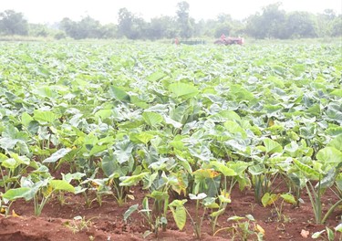 Constata Díaz-Canel recuperación de producciones agropecuarias en Artemisa 13