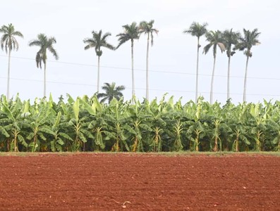 Constata Díaz-Canel recuperación de producciones agropecuarias en Artemisa