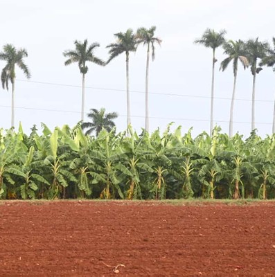 Constata Díaz-Canel recuperación de producciones agropecuarias en Artemisa