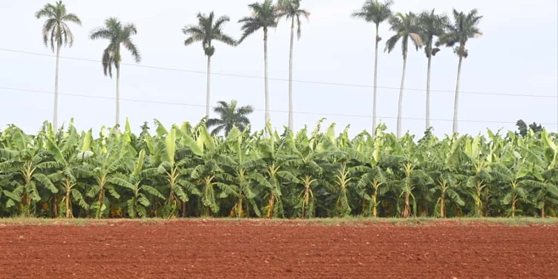 Constata Díaz-Canel recuperación de producciones agropecuarias en Artemisa