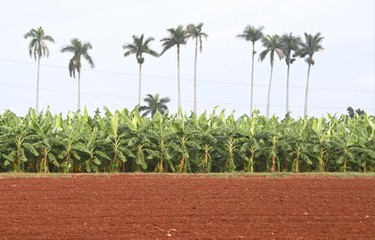 Constata Díaz-Canel recuperación de producciones agropecuarias en Artemisa 15