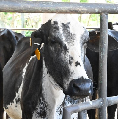 Pinar y Artemisa, centros económicos y población